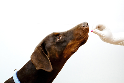 brown dog taking medication