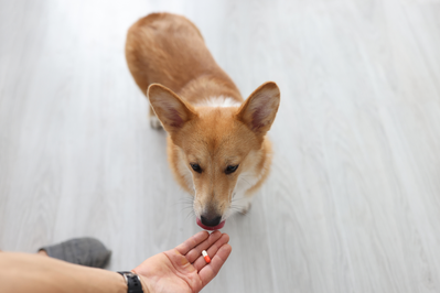 person giving medication to dog